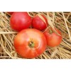Tomate Rose claire