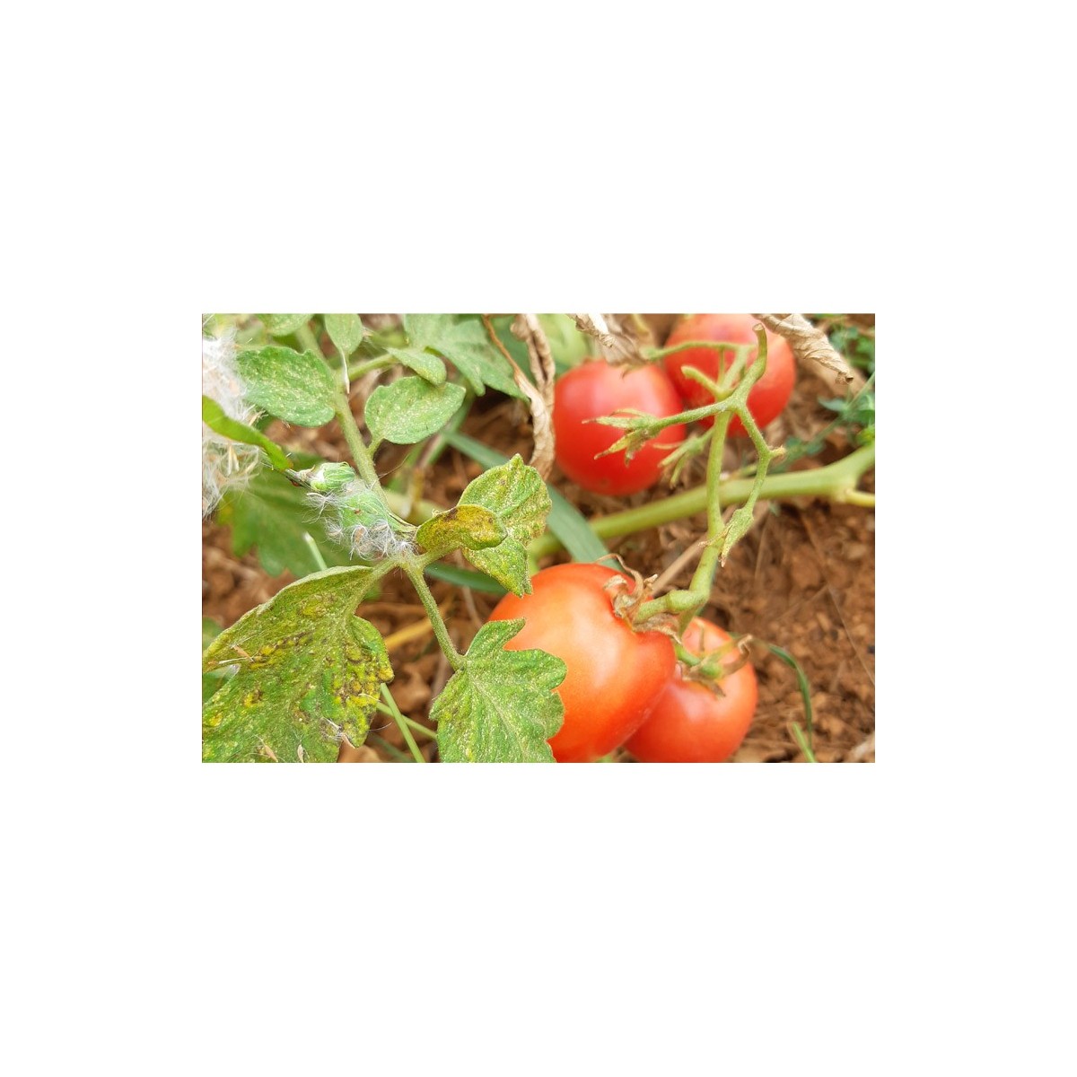 Semences de tomate précoce Rose claire variété ancienne bio graines