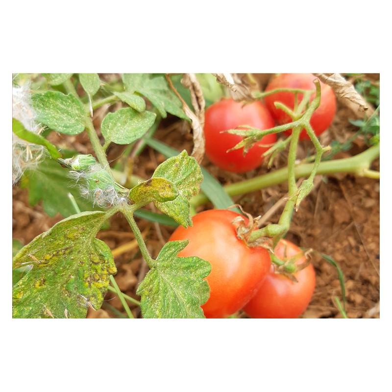 Semences de tomate précoce Rose claire variété ancienne bio graines