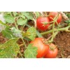Semences de tomate précoce Rose claire variété ancienne bio graines