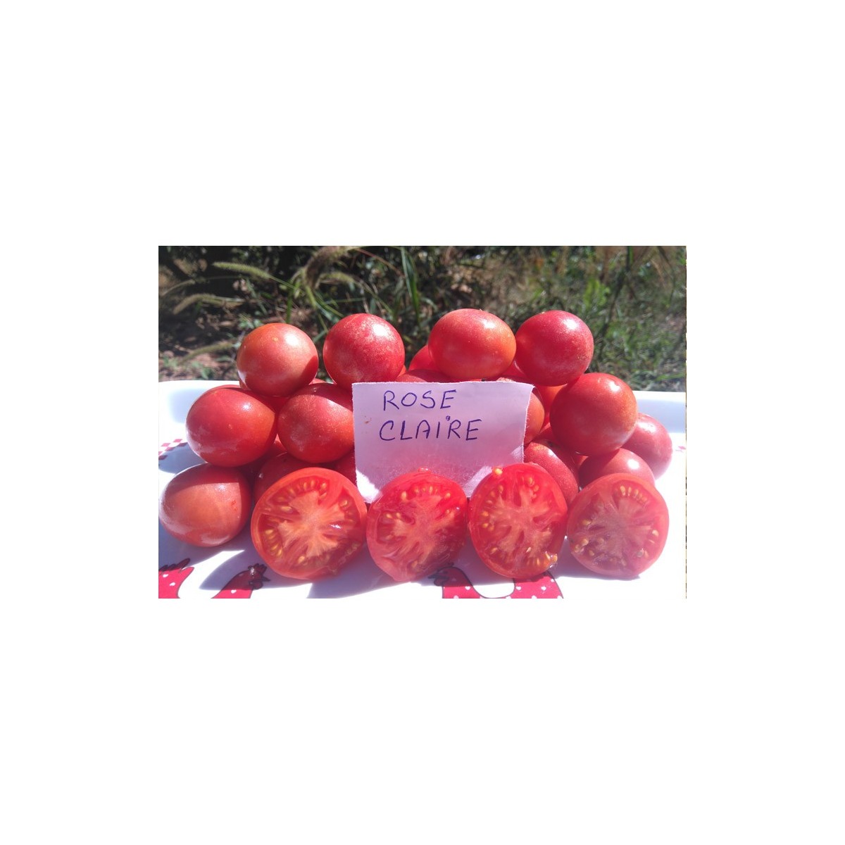 Semences de tomate précoce Rose claire variété ancienne bio graines