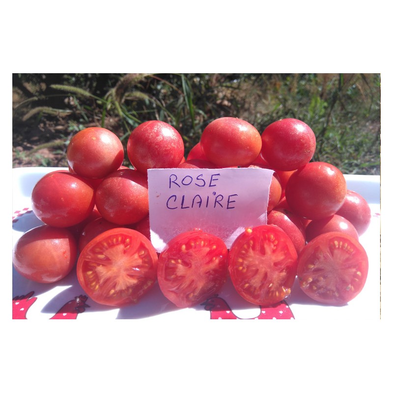Semences de tomate précoce Rose claire variété ancienne bio graines