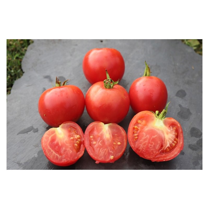 La Pousse Verte - Graines de Tomate cerise robin rouge en sachet