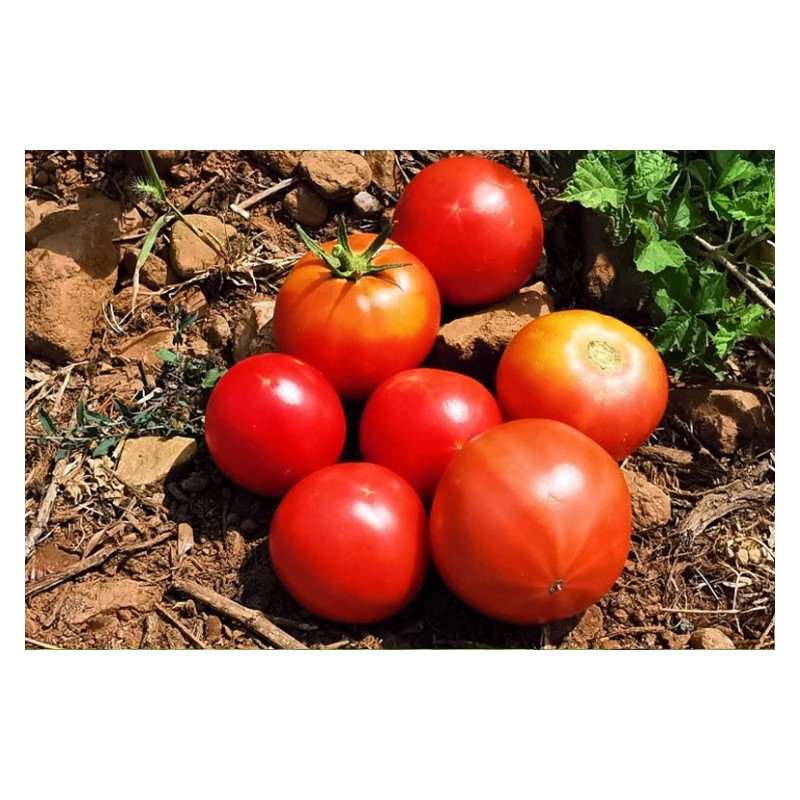 Tomate Rose de berne excellente variété ancienne semences bio