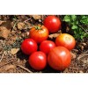 Tomate Rose de berne excellente variété ancienne semences bio