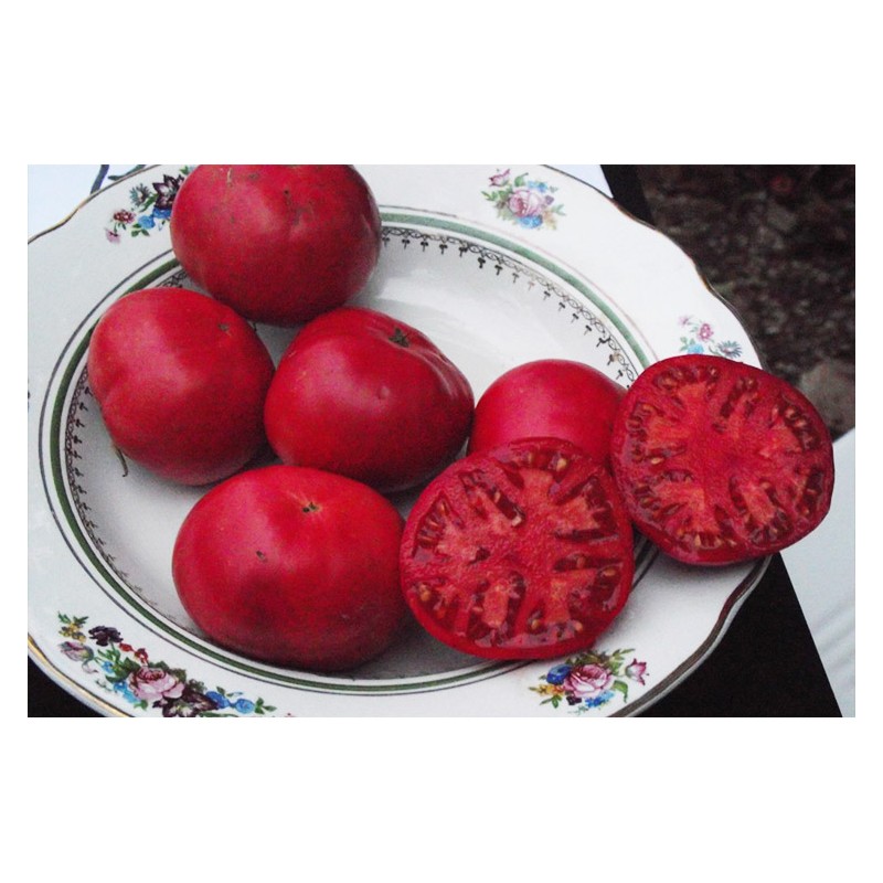 Tomate Rose de berne excellente variété ancienne semences bio