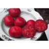 Tomate Rose de berne excellente variété ancienne semences bio