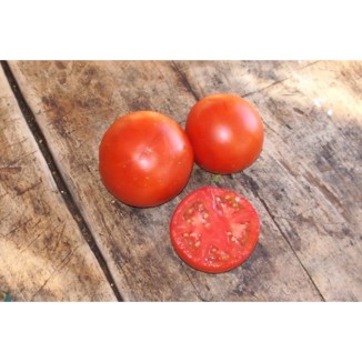 Tomate Sacha Altaï