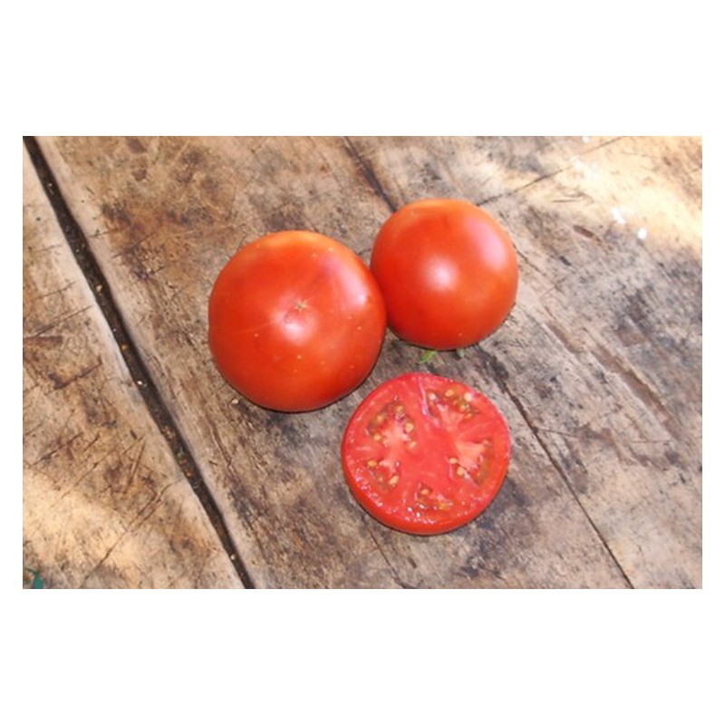 Tomate Sacha Altaï