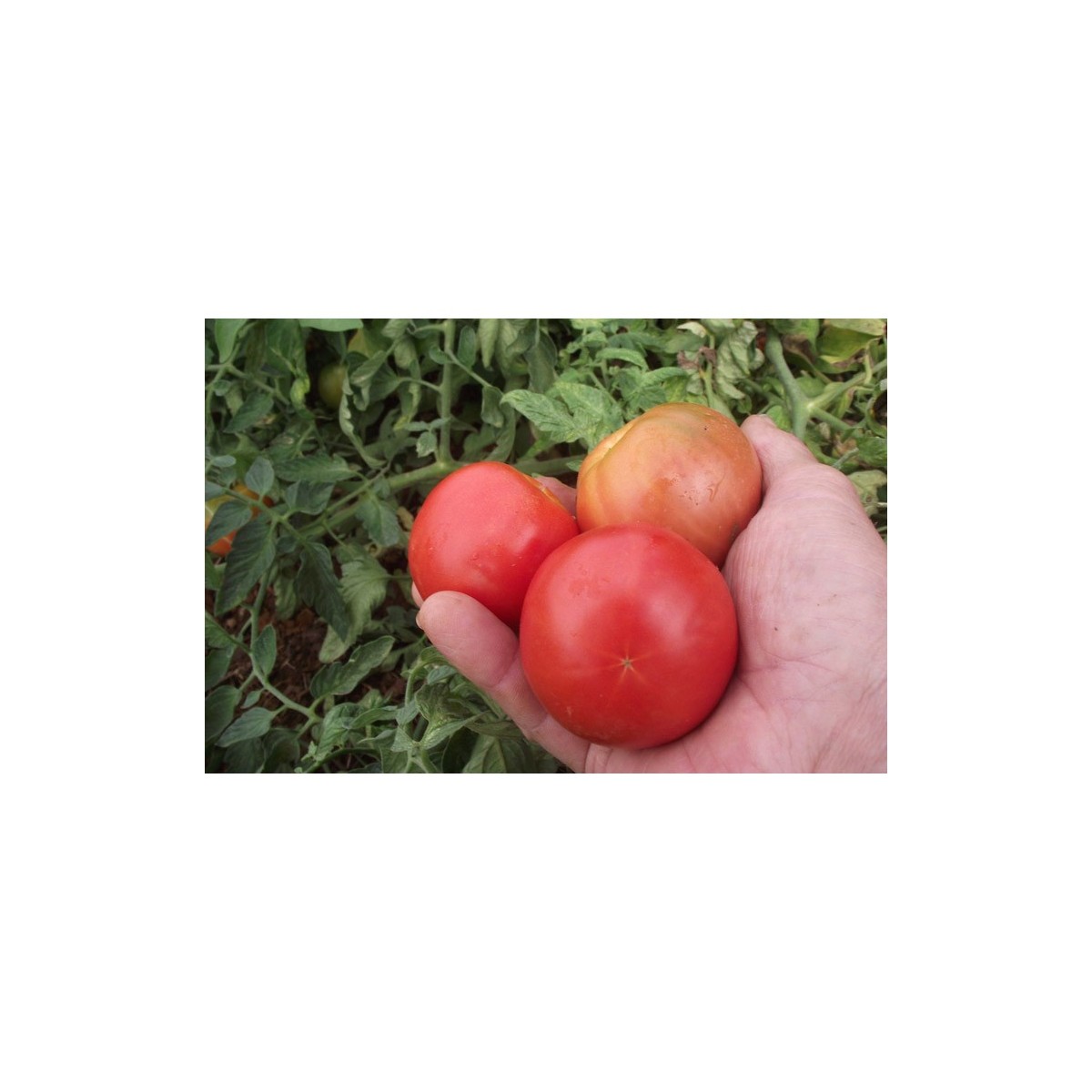 Tomate Saint Pierre