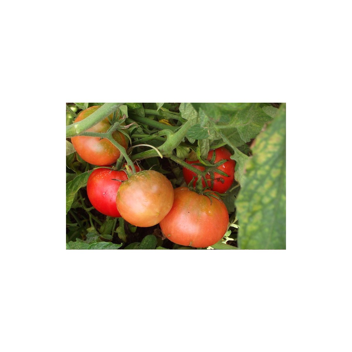 Semences de tomate Saint-Pierre très appréciée des jardiniers