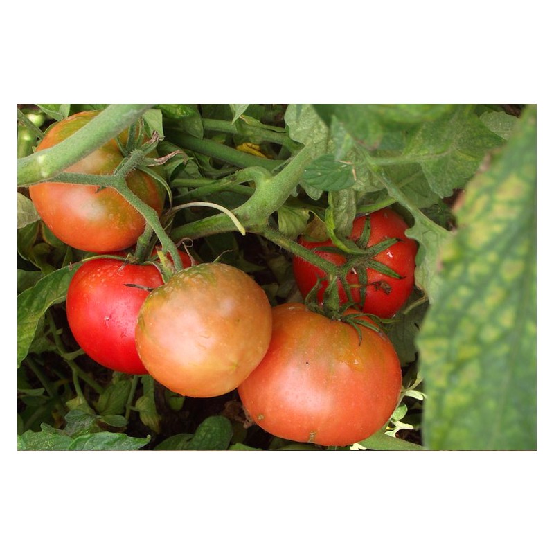 Semences de tomate Saint-Pierre très appréciée des jardiniers