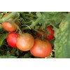 Semences de tomate Saint-Pierre très appréciée des jardiniers
