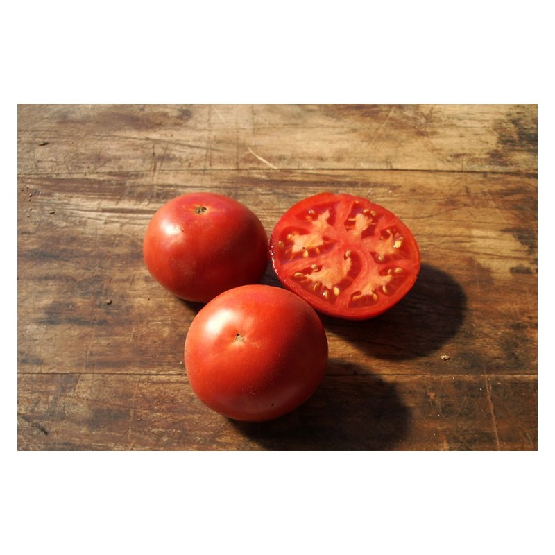Semences de tomate Saint-Pierre très appréciée des jardiniers