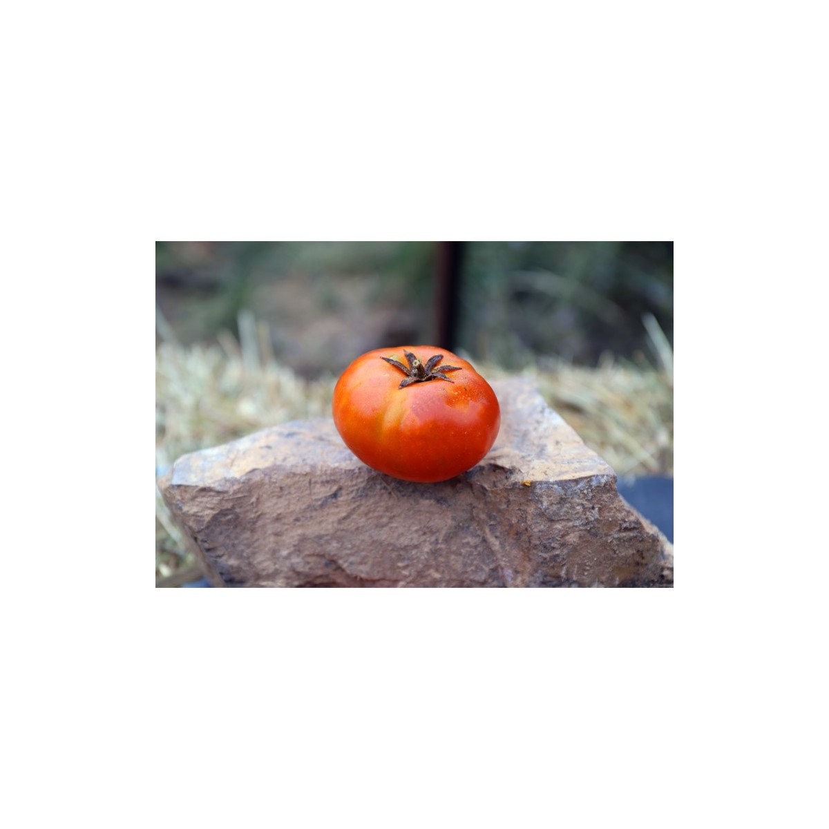 Tomate Socotra rouge