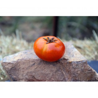Tomate Socotra rouge