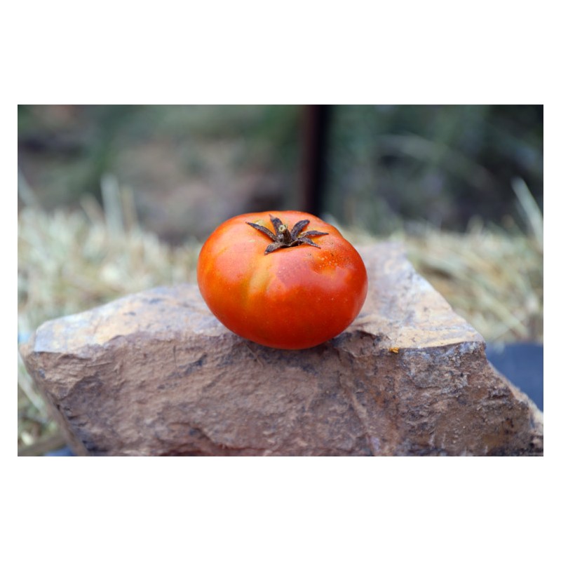 Tomate Socotra rouge