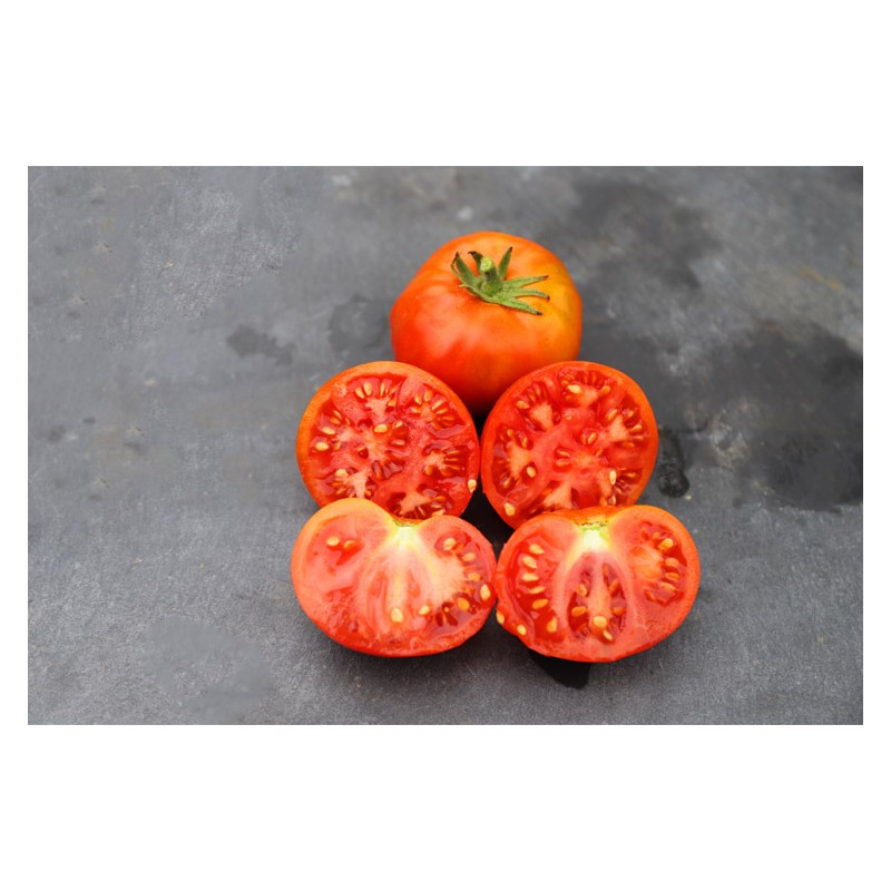 Semence de tomate Socotra Rouge graines biologiques