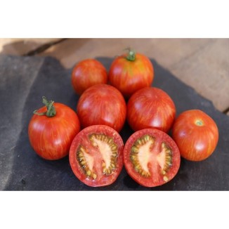 Tomate Tigerella semences bio Pascal Poot