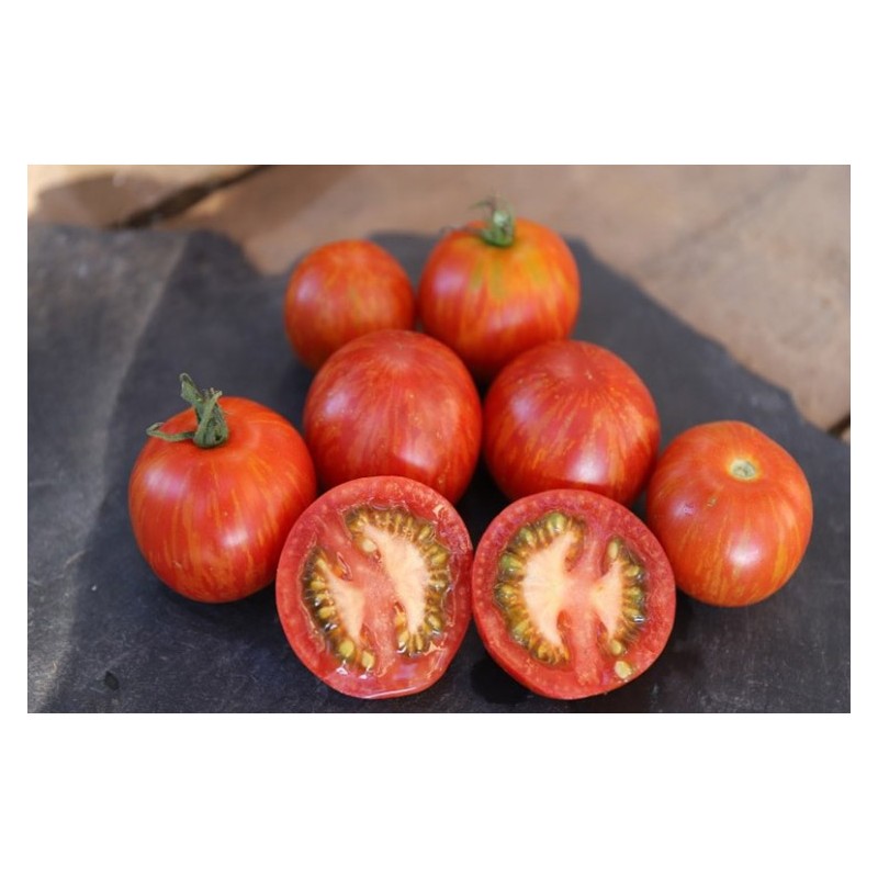 Tomate Tigerella semences bio Pascal Poot