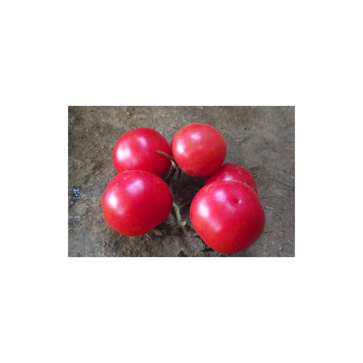 Tomate Trèfle du Togo