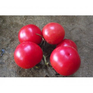Tomate Trèfle du Togo