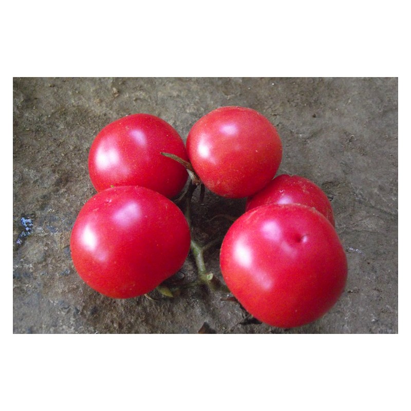 Tomate Trèfle du Togo