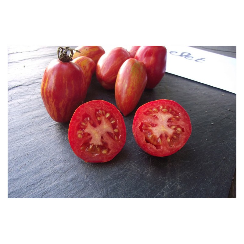 Semences de tomate Tonnelet graines bio vente en ligne