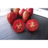 Semences de tomate Tonnelet graines bio vente en ligne