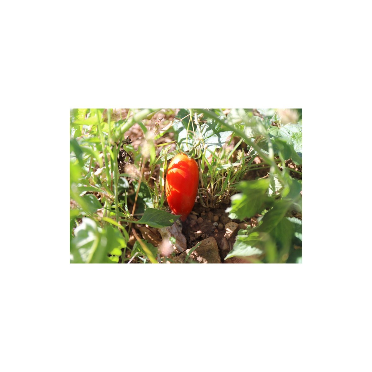 Tomate Budenovka  type Cornue des Andes semences bio