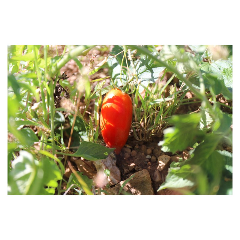 Tomate Budenovka  type Cornue des Andes semences bio