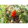 Tomate Budenovka  type Cornue des Andes semences bio
