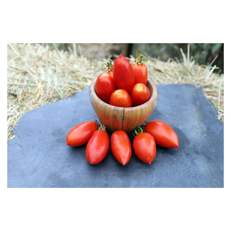 Tomate Budenovka
