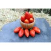 Tomate Budenovka
