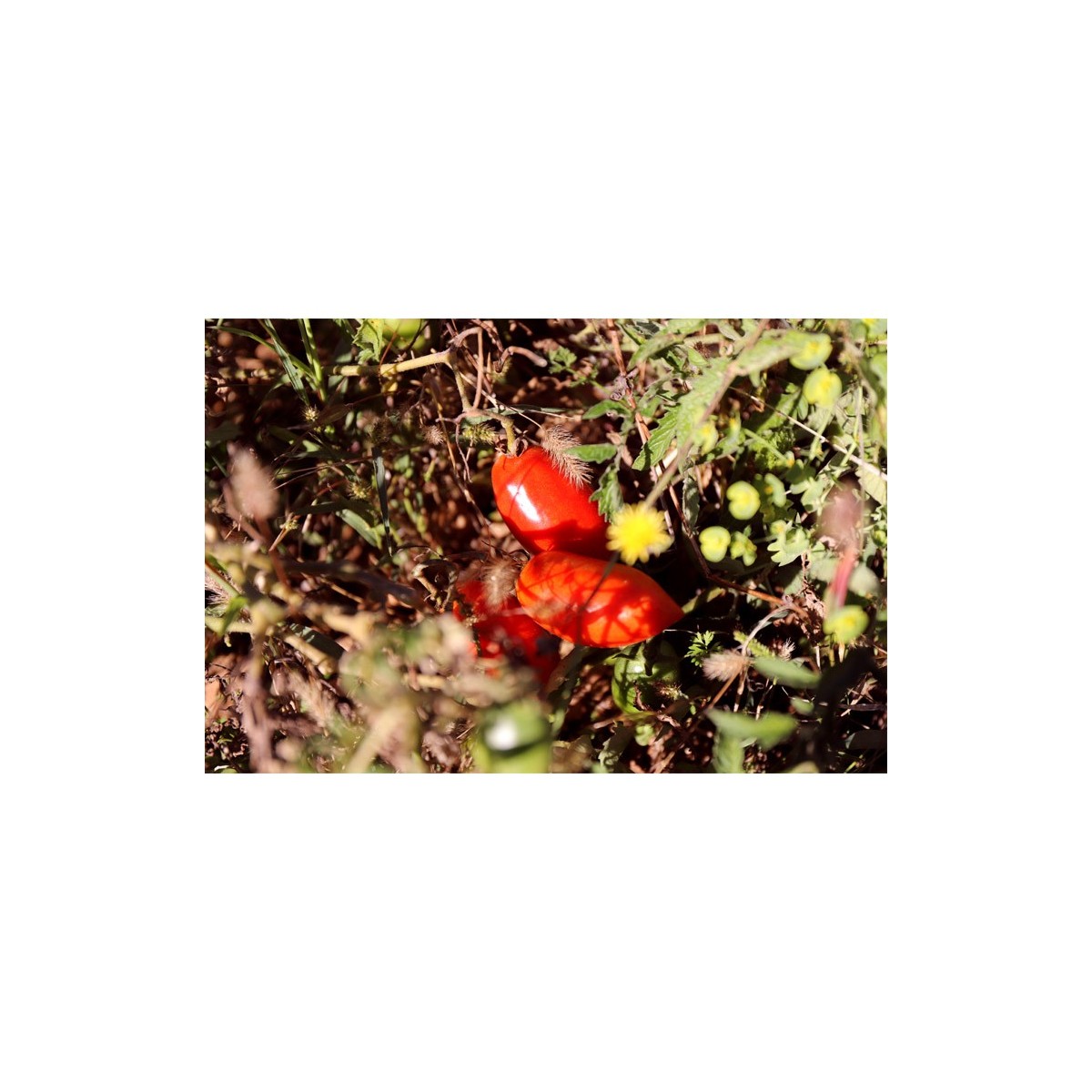 Tomate Budenovka  type Cornue des Andes semences bio