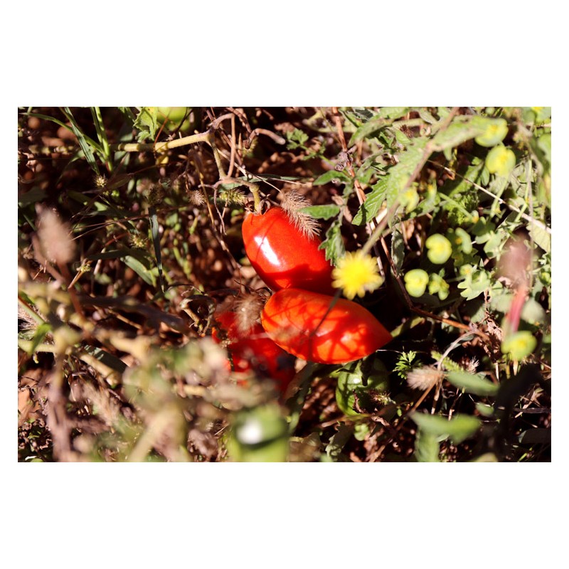 Tomate Budenovka  type Cornue des Andes semences bio