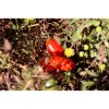 Tomate Budenovka  type Cornue des Andes semences bio