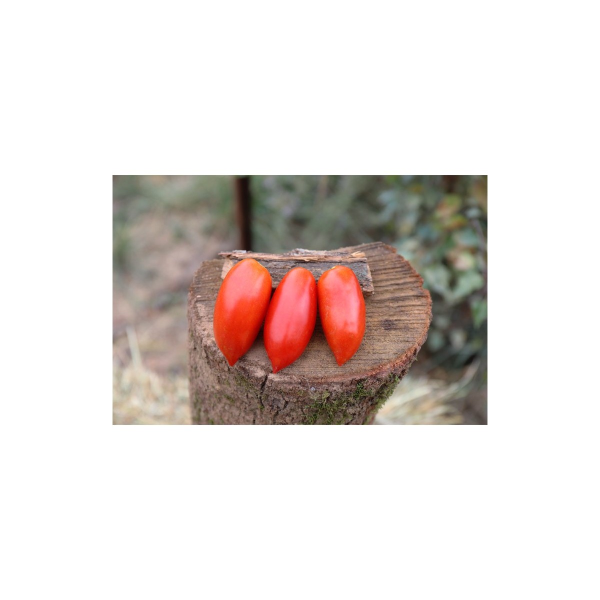 Tomate Budenovka  type Cornue des Andes semences bio