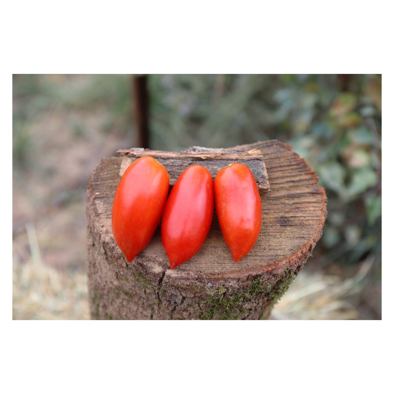 Tomate Budenovka  type Cornue des Andes semences bio