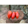 Tomate Budenovka  type Cornue des Andes semences bio
