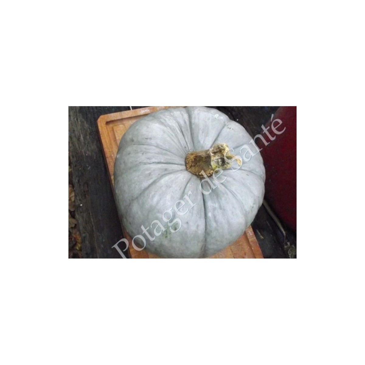 Potiron Bleu de Hongrie