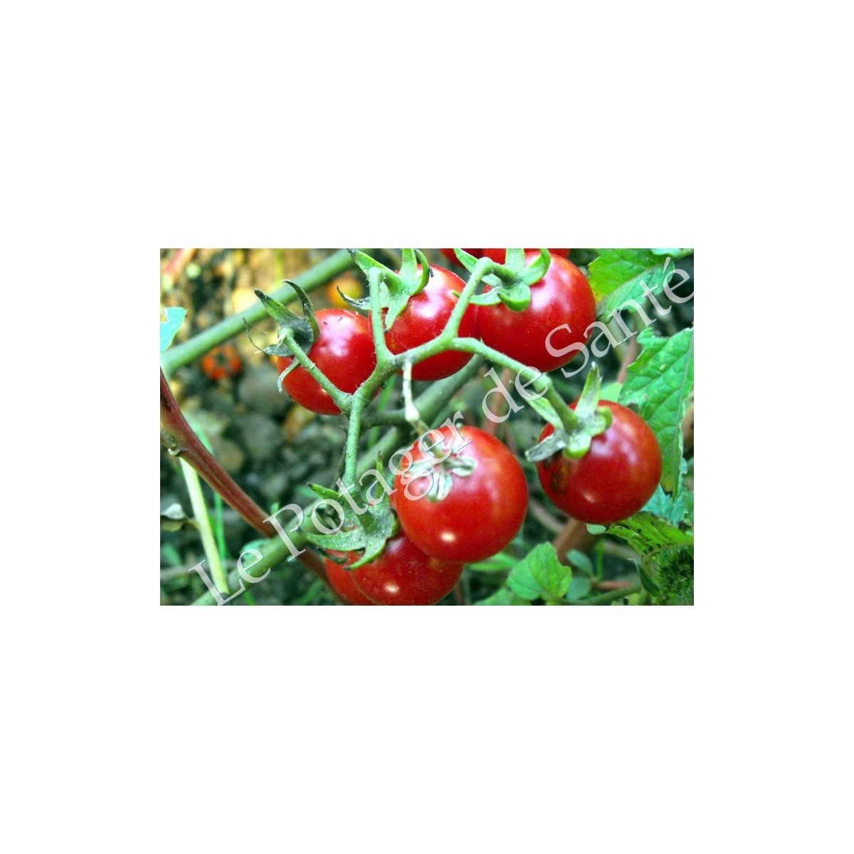 Tomate cerise Barbaniaka semences bio Pascal Poot vente en ligne