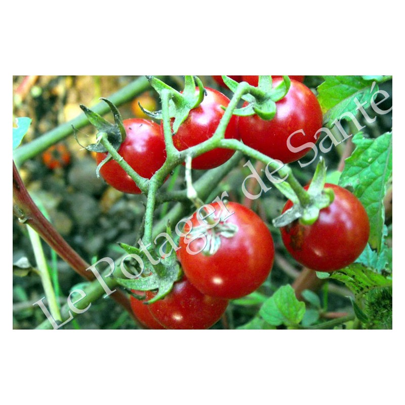 Tomate cerise Barbaniaka semences bio Pascal Poot vente en ligne