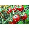 Tomate cerise Barbaniaka semences bio Pascal Poot vente en ligne