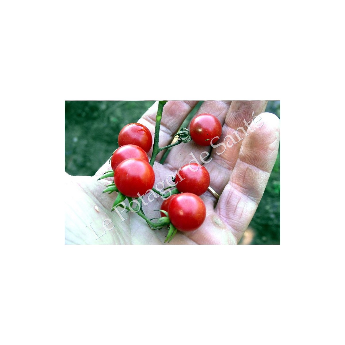 Tomate cerise Barbaniaka semences bio Pascal Poot vente en ligne
