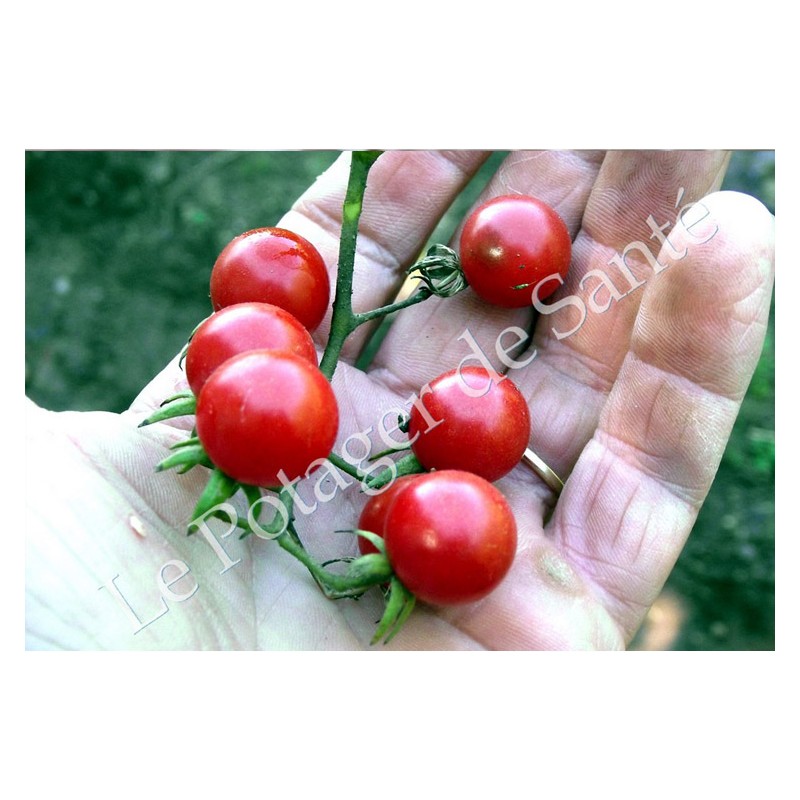 Tomate cerise Barbaniaka semences bio Pascal Poot vente en ligne