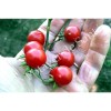 Tomate cerise Barbaniaka semences bio Pascal Poot vente en ligne