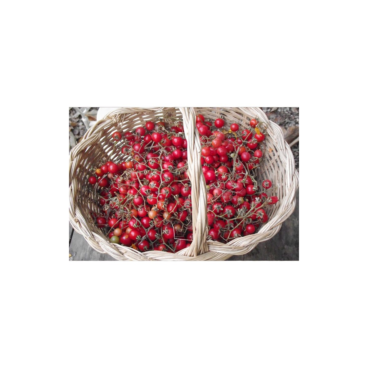Tomate cerise Barbaniaka semences bio Pascal Poot vente en ligne