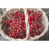 Tomate cerise Barbaniaka semences bio Pascal Poot vente en ligne