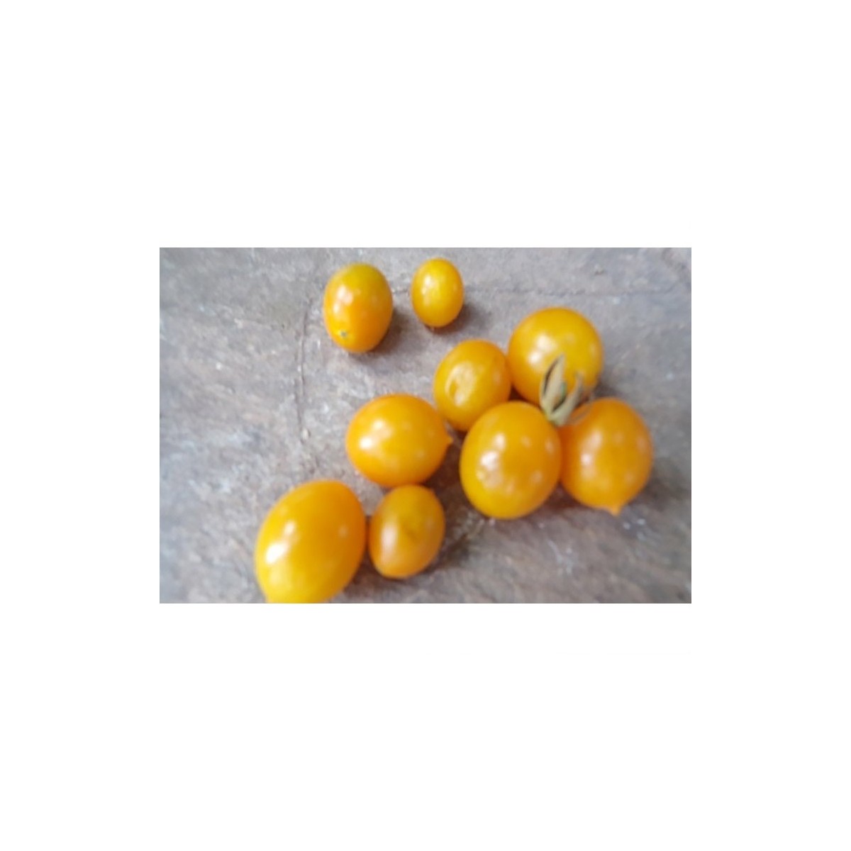 Tomate Cerise Cocktail Clémentine